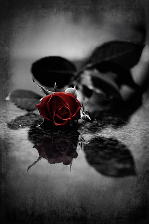 Red_gothic_Rose_by_Ashayaa.jpg